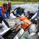 Helena the manatee is released back into the waters of Amanã Lake. Photo Courtesy: Amanda Lelis